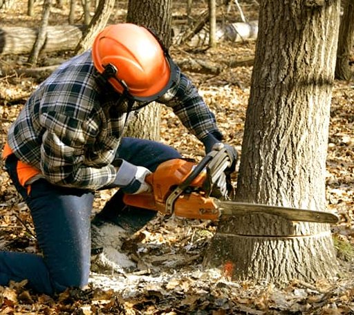 Tree Removal in Danforth, IL